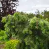 Jeunes pousses printanières d'un vert tendre du PSEUDOTSUGA menziesii 'Serpentine' Jeunes pousses printanières d'un vert tendre du PSEUDOTSUGA menziesii 'Serpentine'