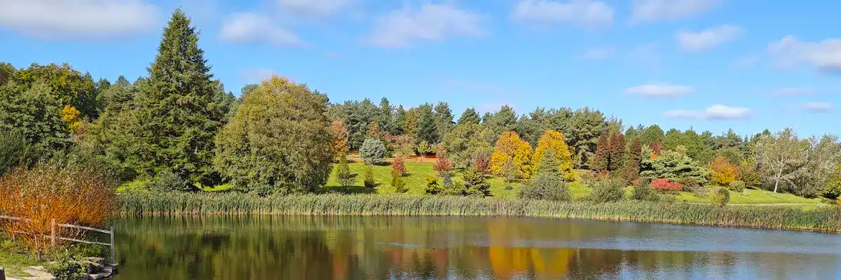 Arbres près du lac du Bedgebury National Pintem, Anglette