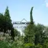 Un SEQUOIADENDRON giganteum 'Pendulum' con aspecto de dinosaurio en el jardín de Vallonchêne