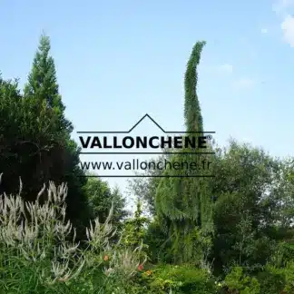 Un SEQUOIADENDRON giganteum 'Pendulum' aux allures de dinosaure dans le jardin de Vallonchêne
