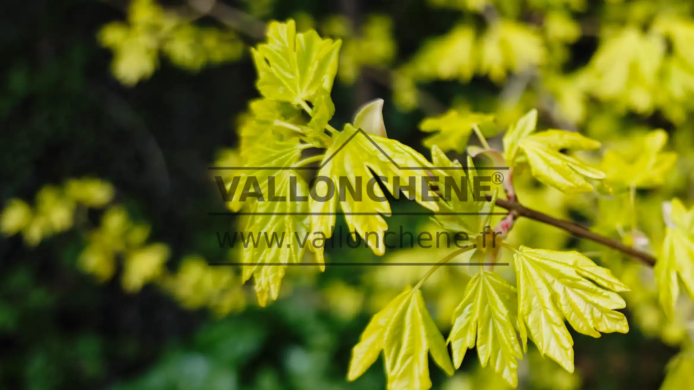 Pousse printanière d'un ACER campestris 'Postelense'